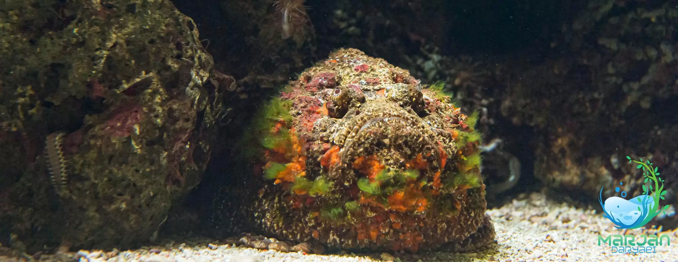 سنگ ماهی - مرجان دریایی