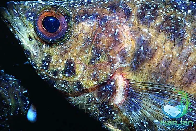 مخملک ماهی - اکواریوم مرجان دریایی