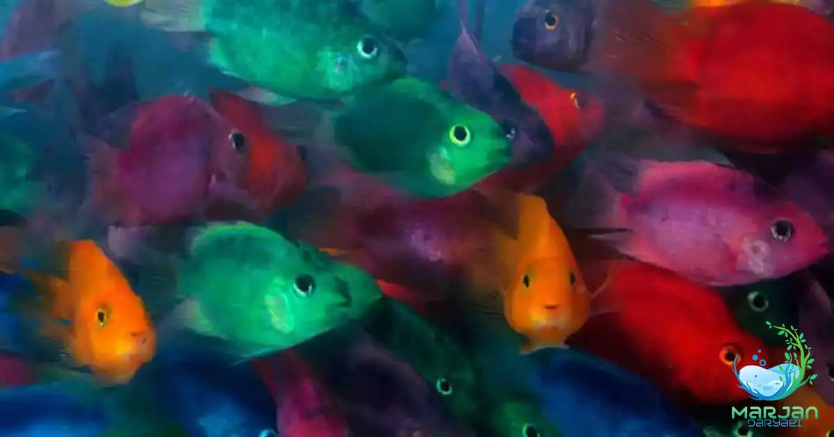 ماهی پرت رنگی